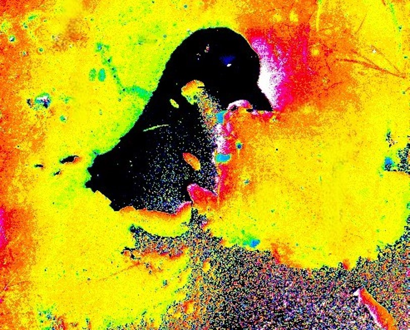 Spring's captivating beauty: A magnetic bird's vibrant melody amidst nature's colorful symphony